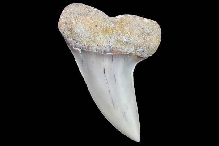 Fossil Shark Tooth (Carcharodon planus) - Bakersfield, CA #178342